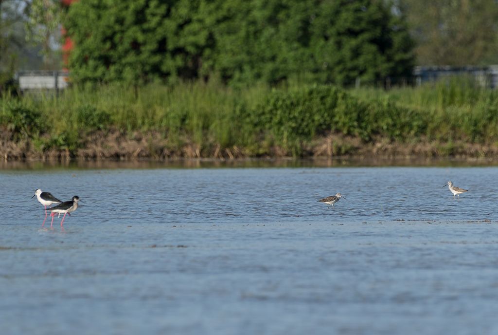 Cavalieri d''Italia e Pantane in risaia